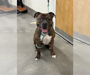 Mutt Dogs for adoption in Forestville, MD, USA