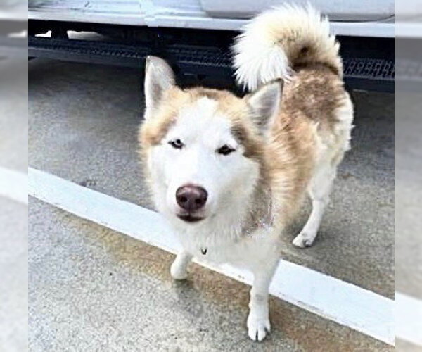 Medium Photo #1 Siberian Husky Puppy For Sale in Houston, TX, USA