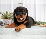 Small #1 Rottweiler