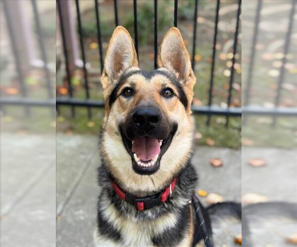 Medium Photo #2 German Shepherd Dog Puppy For Sale in Woodland, CA, USA