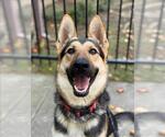 Small #1 German Shepherd Dog