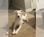 Small Huskies Mix
