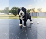 Puppy Tux Bernedoodle