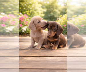 Dachshund Puppy for sale in HUDSON, CO, USA