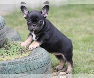 French Bulldog Puppy for sale in CLINTON, NJ, USA