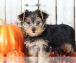 Small #1 Yorkshire Terrier