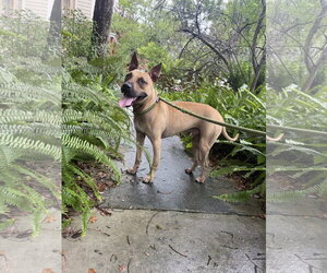 Black Mouth Cur-Unknown Mix Dogs for adoption in Sanford, FL, USA