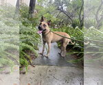 Garrett - Male Black Mouth Cur-Unknown Mix Dog for Adoption - Small photo