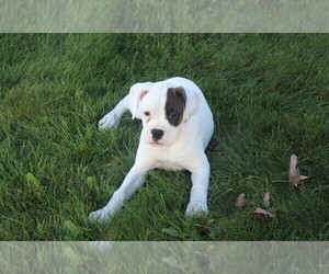 Boxer Puppy for sale in SHIPSHEWANA, IN, USA