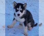 Small Photo #4 Siberian Husky Puppy For Sale in LOUISVILLE, KY, USA