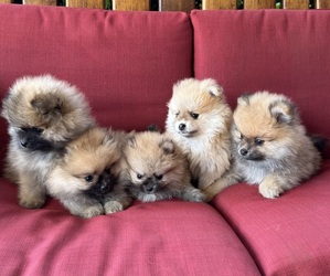 Pomeranian Puppy for sale in PERRIS, CA, USA