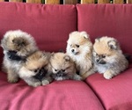 Small Pomeranian