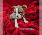 Puppy LIAM LT BLUE Boston Terrier
