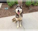 Small #1 Siberian Husky