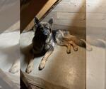 Small German Shepherd Dog