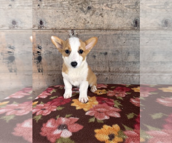 Medium Photo #16 Pembroke Welsh Corgi Puppy For Sale in VERMONTVILLE, MI, USA