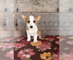 Small #15 Pembroke Welsh Corgi