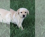 Small Photo #15 Labrador Retriever Puppy For Sale in SYRACUSE, IN, USA