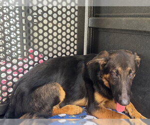 German Shepherd Dog Dogs for adoption in Downey, CA, USA