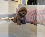 Small Photo #11 Cavapoo Puppy For Sale in LAS VEGAS, NV, USA