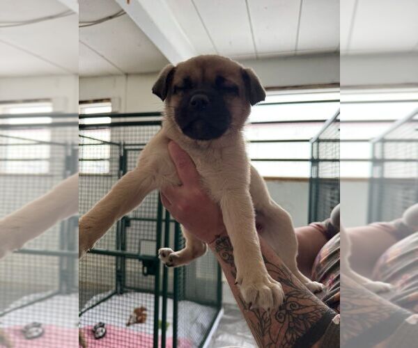 Medium Photo #1 Pug-Unknown Mix Puppy For Sale in Calgary, Alberta, Canada