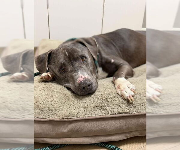 Medium Photo #1 American Staffordshire Terrier-Labrador Retriever Mix Puppy For Sale in Brewster, NY, USA