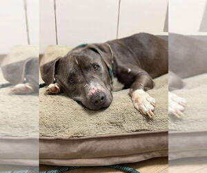 American Staffordshire Terrier-Labrador Retriever Mix Dogs for adoption in Brewster, NY, USA