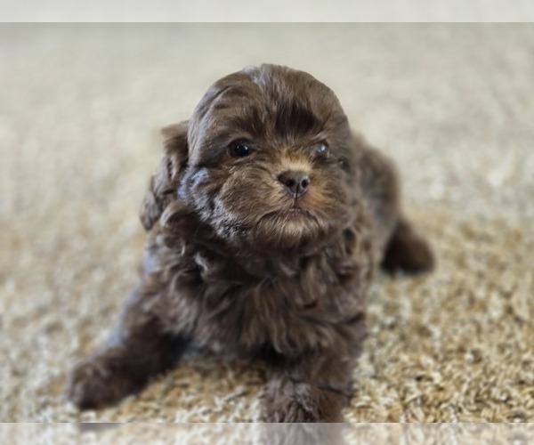 Medium Photo #1 ShihPoo Puppy For Sale in CARLYLE, IL, USA