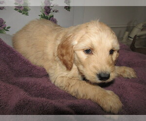 Goldendoodle Puppy for sale in EVANSVILLE, IN, USA