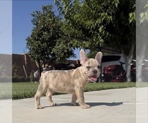 French Bulldog Puppy for Sale in BLOOMINGTON, California USA