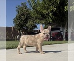 Image preview for Ad Listing. Nickname: Female Frenchie