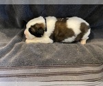 Small Photo #2 Saint Bernard Puppy For Sale in LE MARS, IA, USA