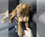 Small #4 American Pit Bull Terrier Mix
