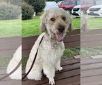 Small #6 Poodle (Standard)-Siberian Husky Mix
