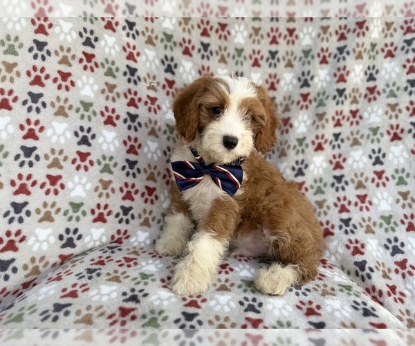 Medium Photo #2 Cavapoo (Miniature) Puppy For Sale in LAKELAND, FL, USA