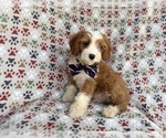 Small #1 Cavapoo (Miniature)