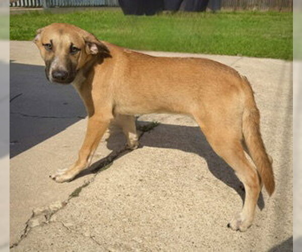 Medium Photo #3 Great Dane-Unknown Mix Puppy For Sale in Pleasanton, TX, USA