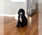 Small #2 Bernese Mountain Dog