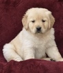 Small Photo #1 Golden Retriever Puppy For Sale in SAN FRANCISCO, CA, USA