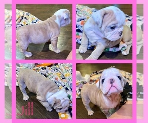 Bulldog Puppy for sale in GREERS FERRY, AR, USA