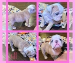 Small Photo #1 Bulldog Puppy For Sale in GREERS FERRY, AR, USA