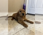 Small Photo #2 Golden Retriever Puppy For Sale in JACKSONVILLE, FL, USA