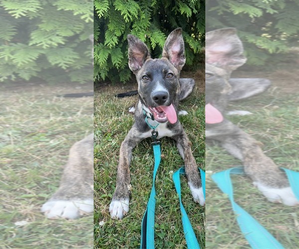 Medium Photo #3 Boxer-Unknown Mix Puppy For Sale in Darlington, MD, USA