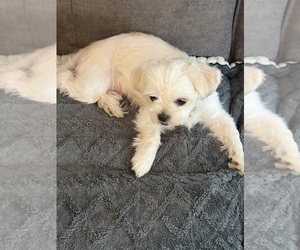 Mother of the Shih Tzu puppies born on 03/01/2026
