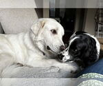 Small #1 Great Pyrenees