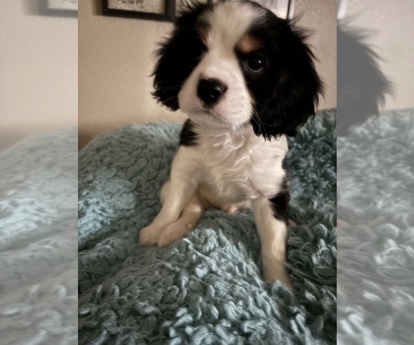 Medium Photo #4 Cavachon Puppy For Sale in OLYMPIA, WA, USA