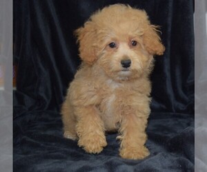 Maltipoo Puppy for sale in BARNESVILLE, KS, USA