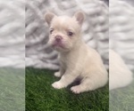 Small #3 French Bulldog