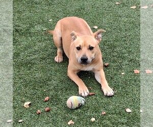 Stormy - Female Staffordshire Bull Terrier Dog for Adoption - Photo #2