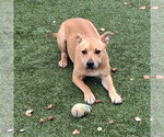 Small Photo #2 Staffordshire Bull Terrier Puppy For Sale in Salinas, CA, USA